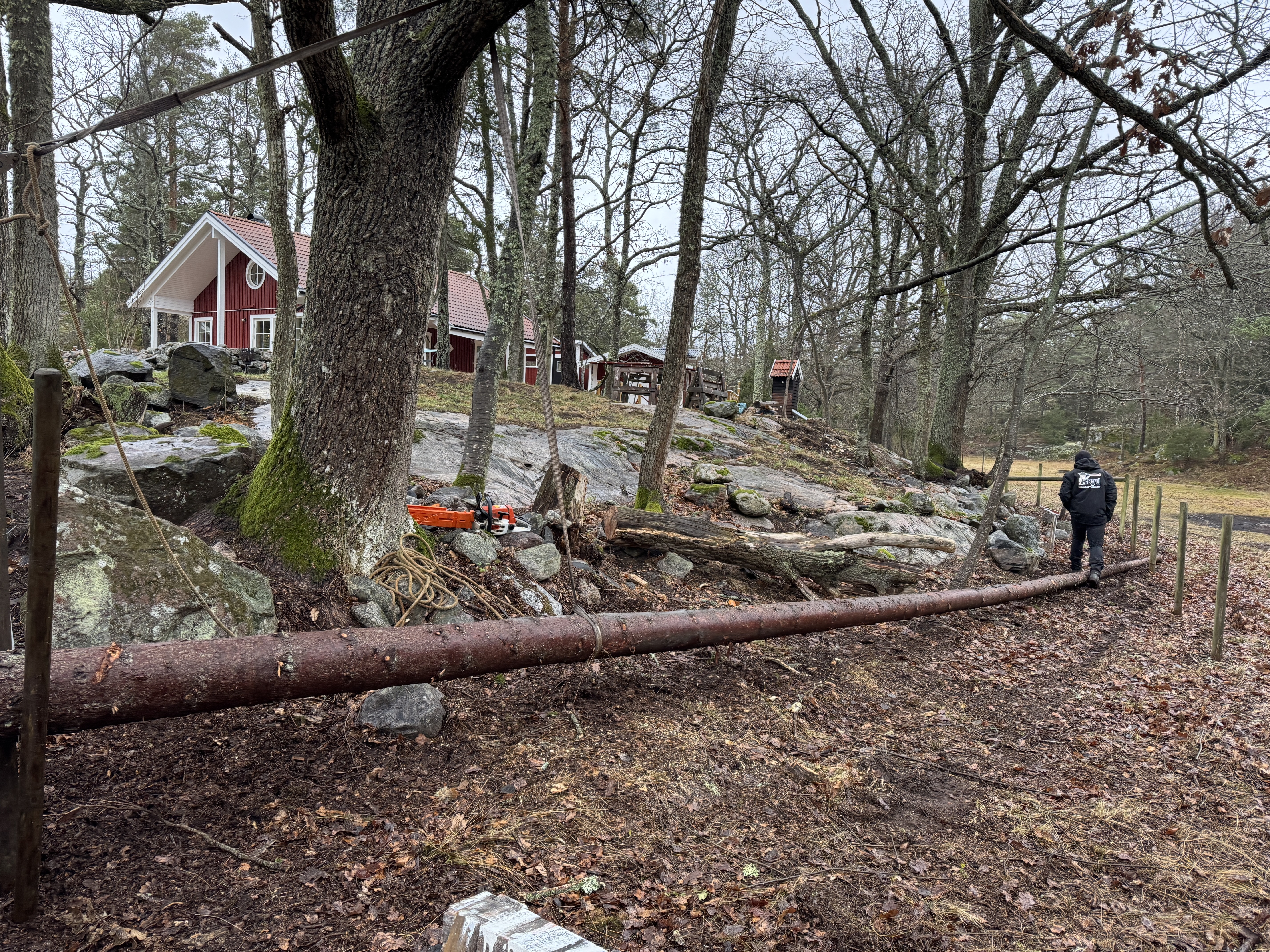 Gefällter Stamm liegt zum Trocknen auf dem Grundstück