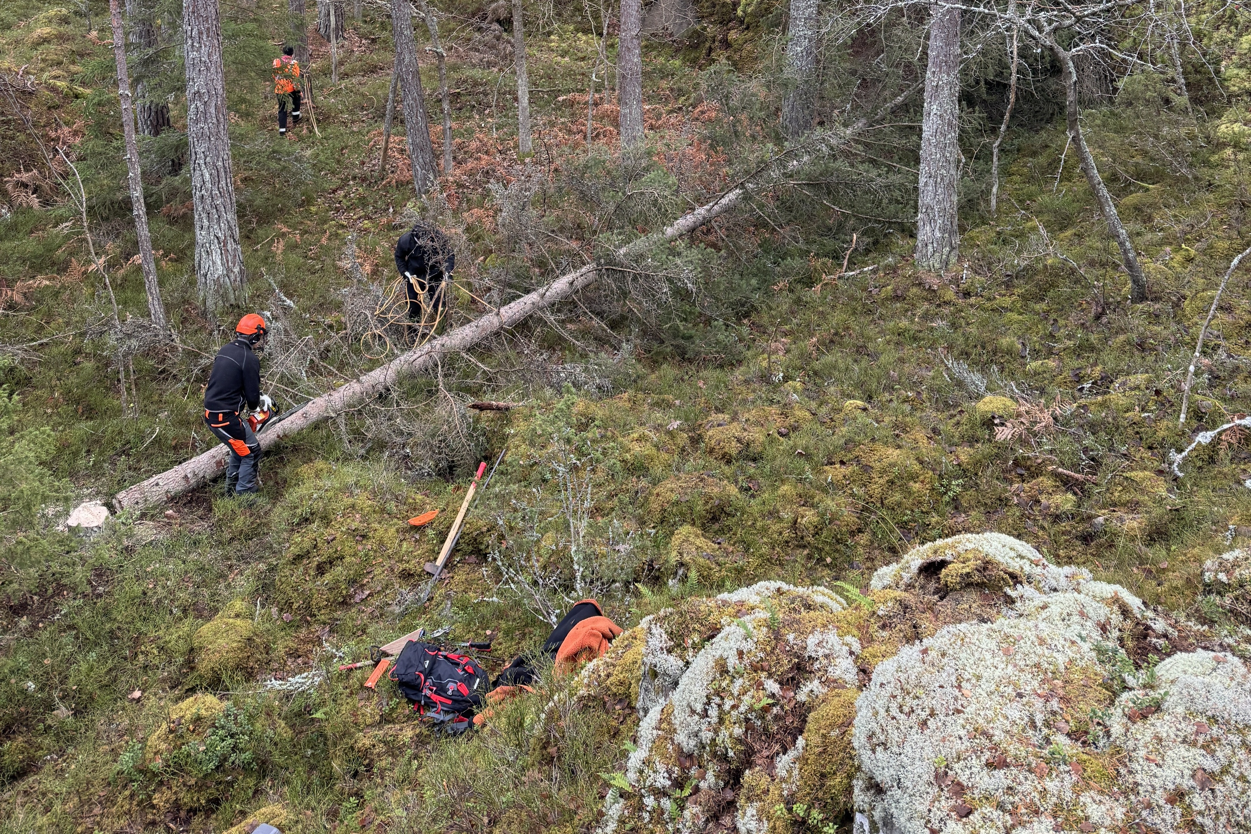 Baum für Fahnenmast wird im Wald gefällt