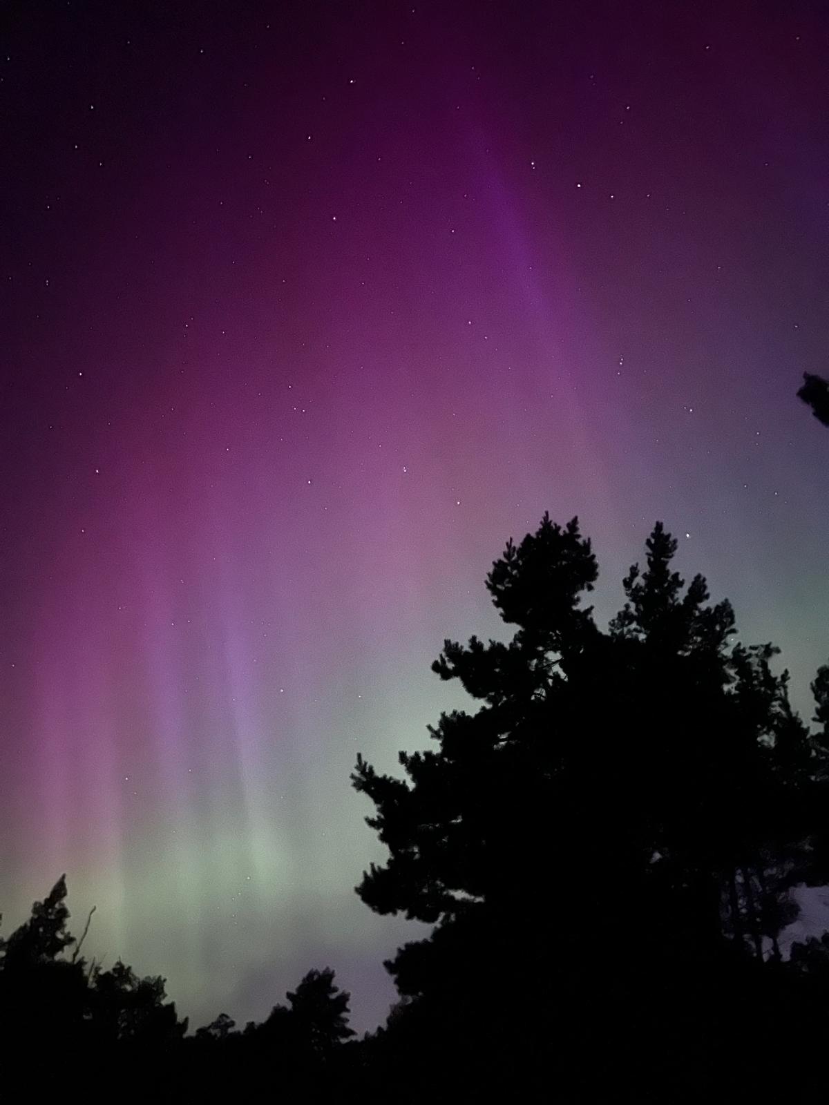 Nordlicht über den Kiefern